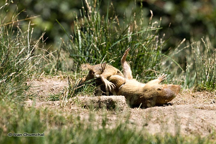 Sysel obecný (Spermophilus citellus)