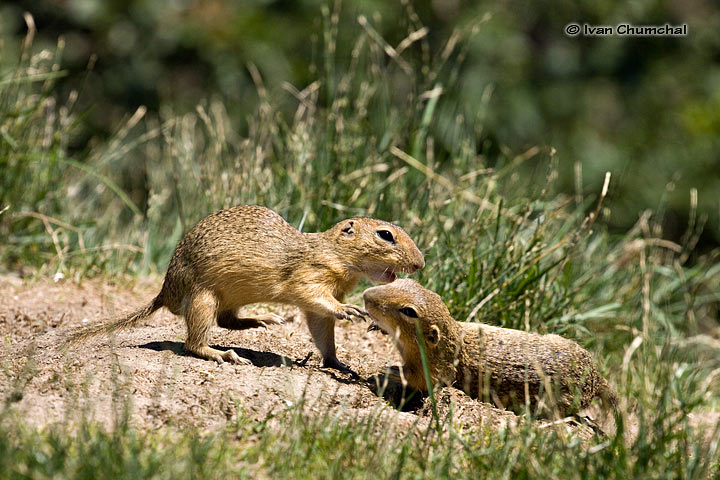 Sysel obecný (Spermophilus citellus)