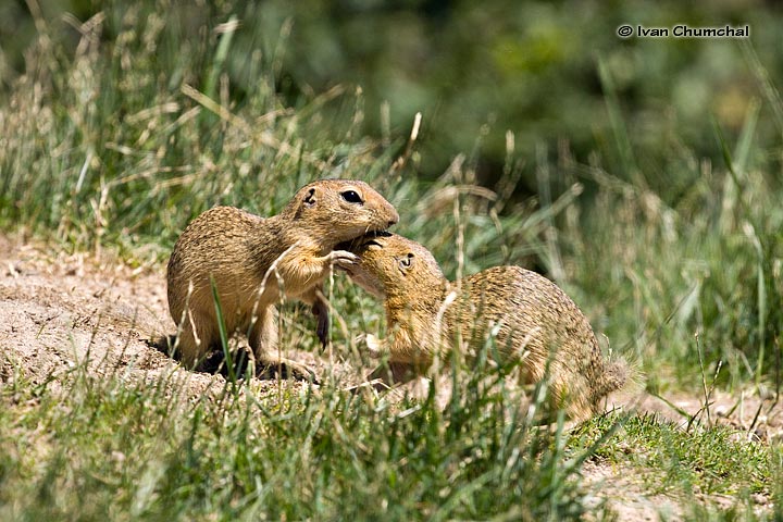 Sysel obecný (Spermophilus citellus)