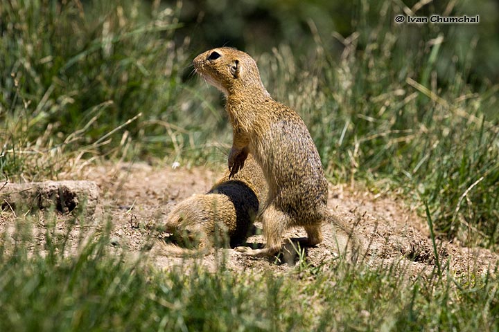 Sysel obecný (Spermophilus citellus)