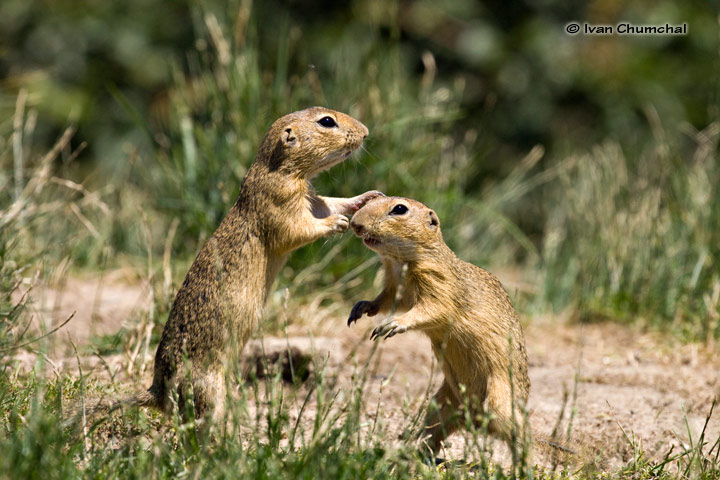 Sysel obecný (Spermophilus citellus)