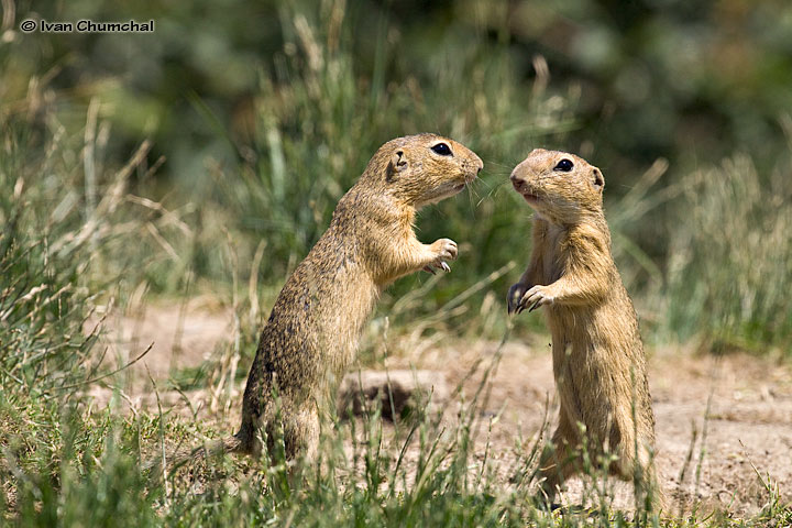 Sysel obecný (Spermophilus citellus)