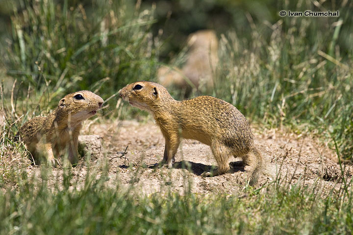 Sysel obecný (Spermophilus citellus)