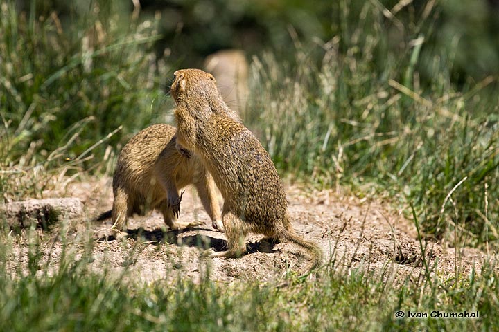 Sysel obecný (Spermophilus citellus)