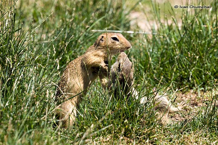 Sysel obecný (Spermophilus citellus)