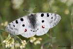 Jasoň červenooký (Parnassius apollo)