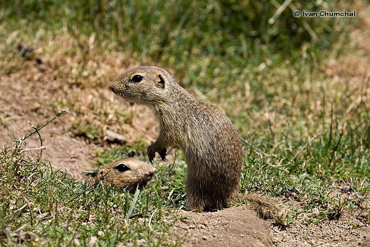 Sysel obecný (Spermophilus citellus)