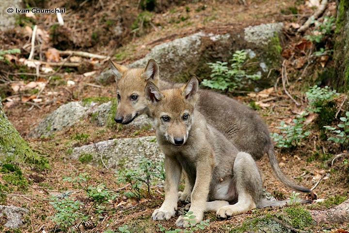 Vlk eurasijský (Canis lupus lupus)