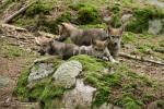 Vlk eurasijský (Canis lupus lupus)