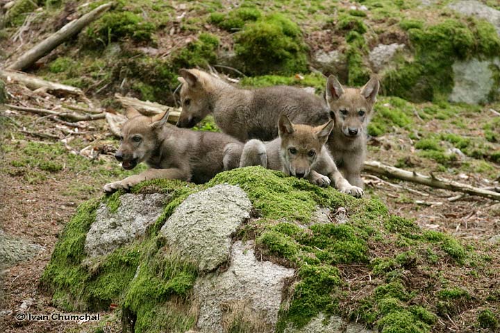 Vlk eurasijský (Canis lupus lupus)