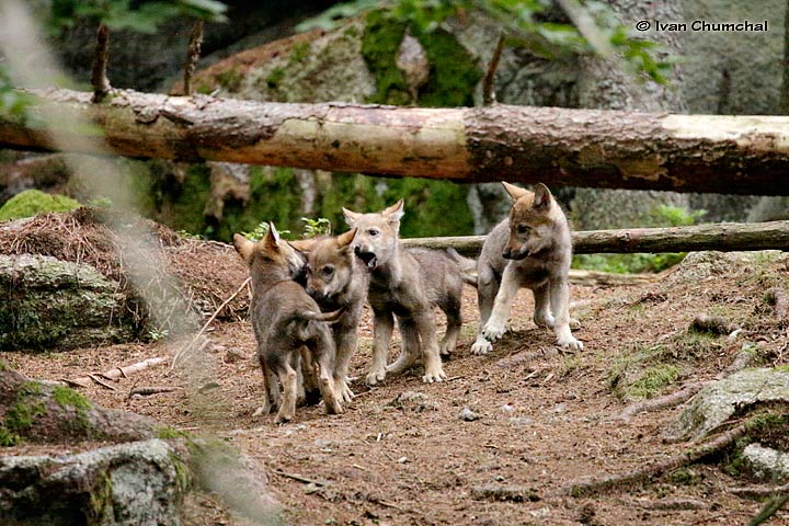 Vlk eurasijský (Canis lupus lupus)