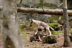 Vlk eurasijský (Canis lupus lupus)