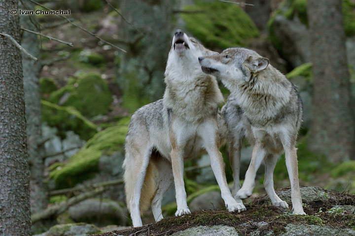 Vlk eurasijský (Canis lupus lupus)