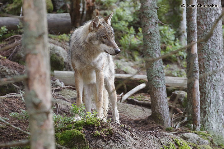 Vlk eurasijský (Canis lupus lupus)