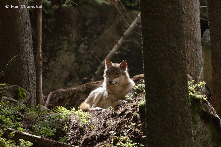 Vlk eurasijský (Canis lupus lupus)