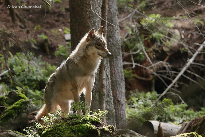 Vlk eurasijský (Canis lupus lupus)