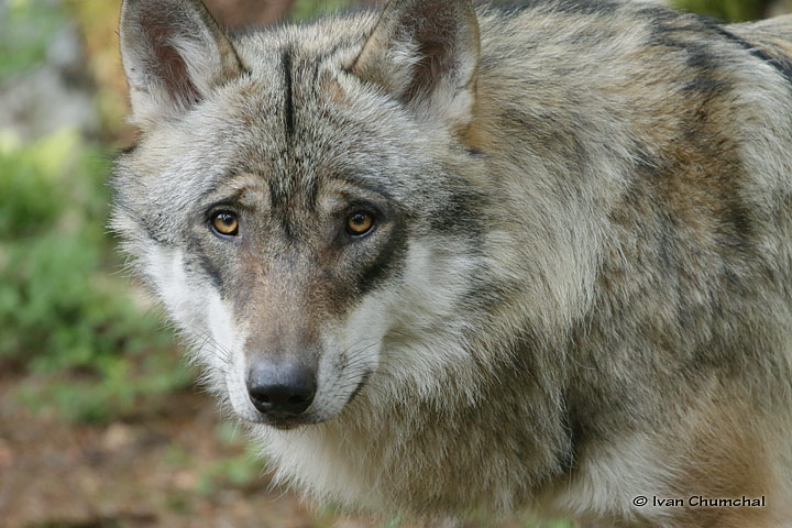 Vlk eurasijský (Canis lupus lupus)