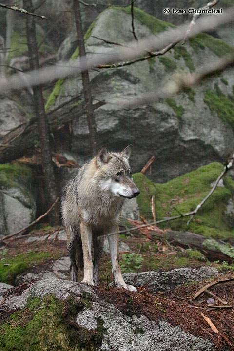 Vlk eurasijský (Canis lupus lupus)