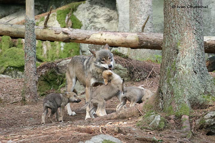 Vlk eurasijský (Canis lupus lupus)