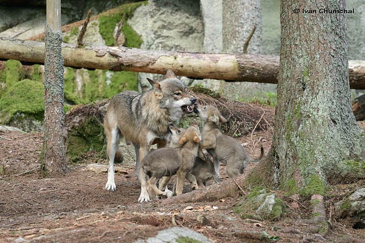 Vlk eurasijský (Canis lupus lupus)