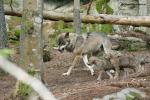 Vlk eurasijský (Canis lupus lupus)