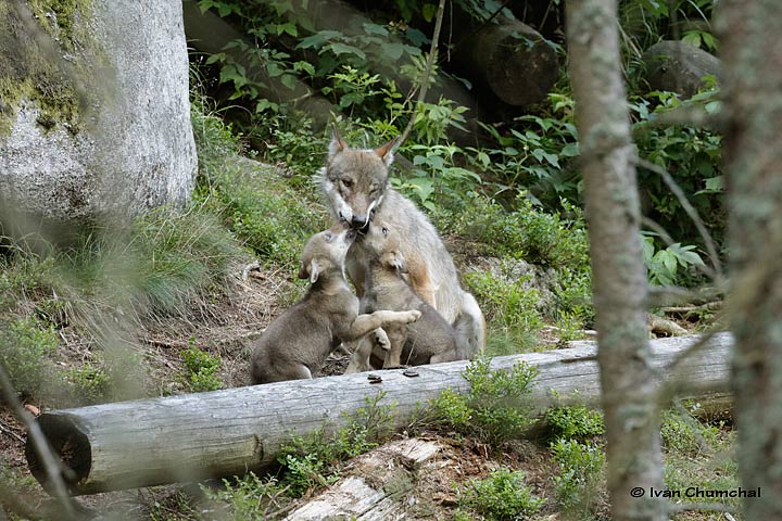 Vlk eurasijský (Canis lupus lupus)