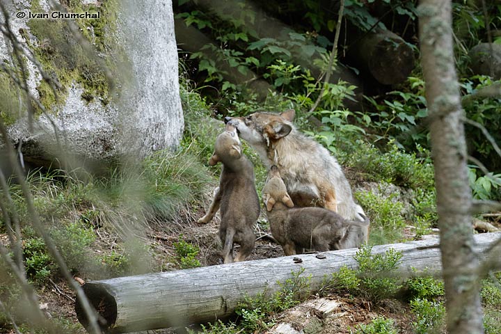 Vlk eurasijský (Canis lupus lupus)