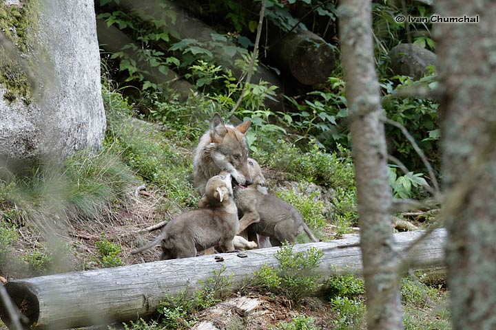 Vlk eurasijský (Canis lupus lupus)