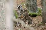 Vlk eurasijský (Canis lupus lupus)