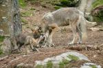 Vlk eurasijský (Canis lupus lupus)