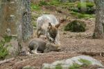 Vlk eurasijský (Canis lupus lupus)