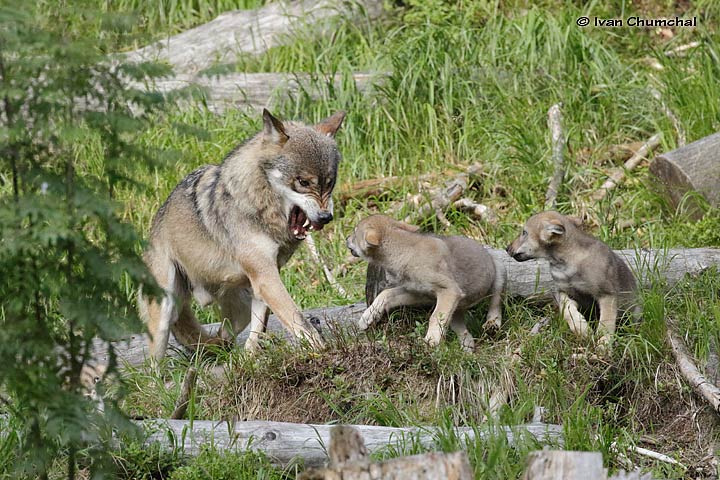 Vlk eurasijský (Canis lupus lupus)