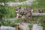 Vlk eurasijský (Canis lupus lupus)