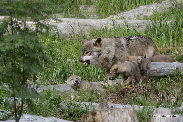 Vlk eurasijský (Canis lupus lupus)