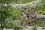 Vlk eurasijský (Canis lupus lupus)