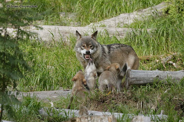 Vlk eurasijský (Canis lupus lupus)