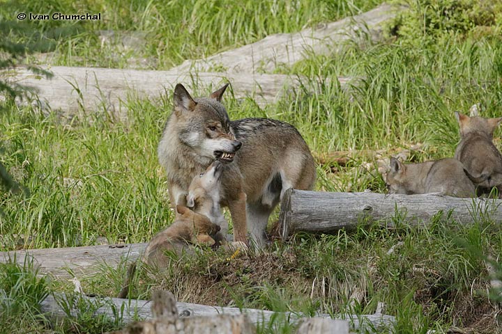 Vlk eurasijský (Canis lupus lupus)