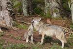 Vlk eurasijský (Canis lupus lupus)