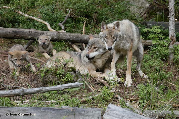 Vlk eurasijský (Canis lupus lupus)