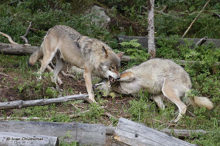 Vlk eurasijský (Canis lupus lupus)