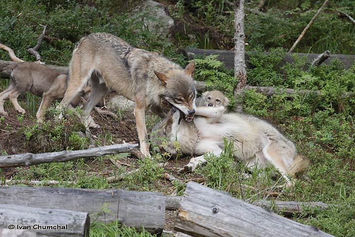 Vlk eurasijský (Canis lupus lupus)