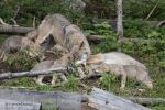 Vlk eurasijský (Canis lupus lupus)