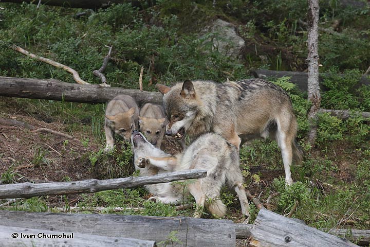 Vlk eurasijský (Canis lupus lupus)