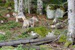 Vlk eurasijský (Canis lupus lupus)