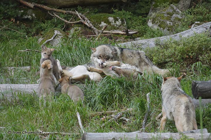 Vlk eurasijský (Canis lupus lupus)