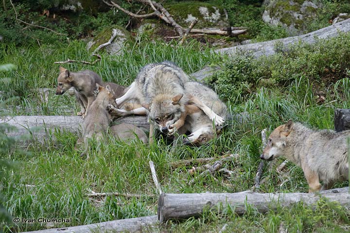 Vlk eurasijský (Canis lupus lupus)