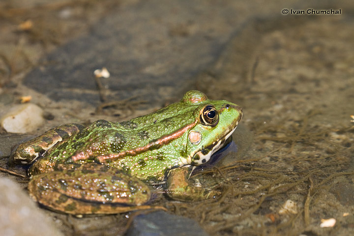 Skokan zelený (Pelophylax esculentus)