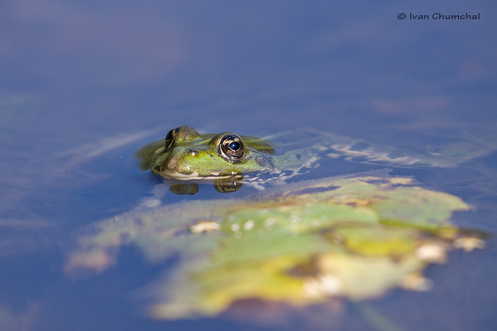 Skokan zelený (Pelophylax esculentus)