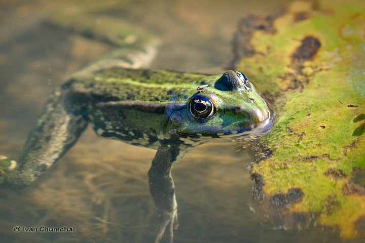 Skokan zelený (Pelophylax esculentus)