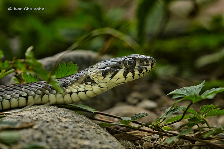 Užovka obojková (Natrix natrix )